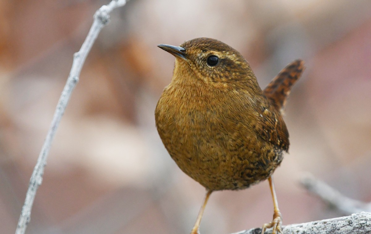 Pasifik Çıtkuşu - ML646610462