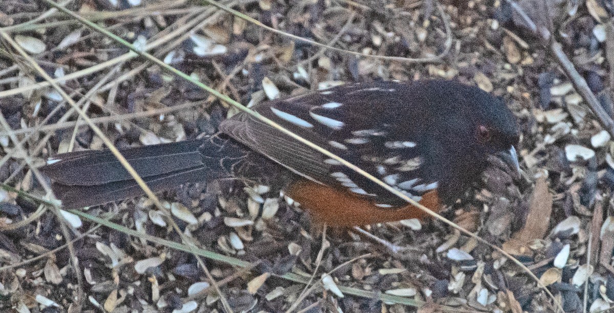 flekktovi - ML646610466