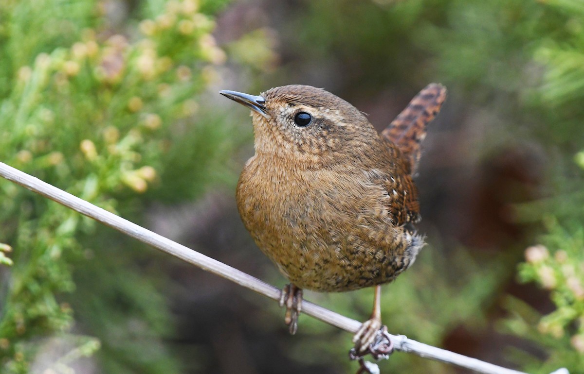 Pasifik Çıtkuşu - ML646610469