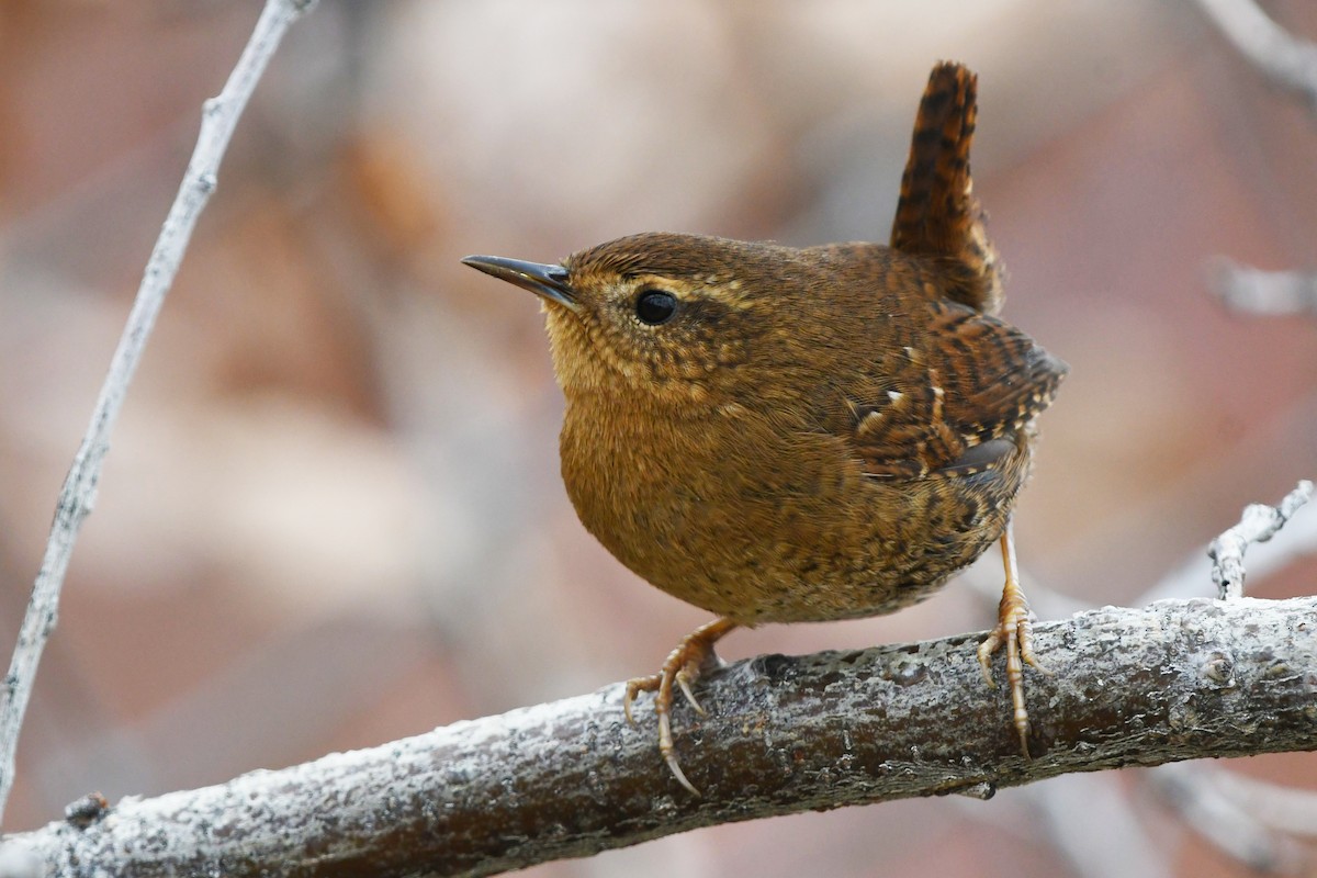 Pasifik Çıtkuşu - ML646610470