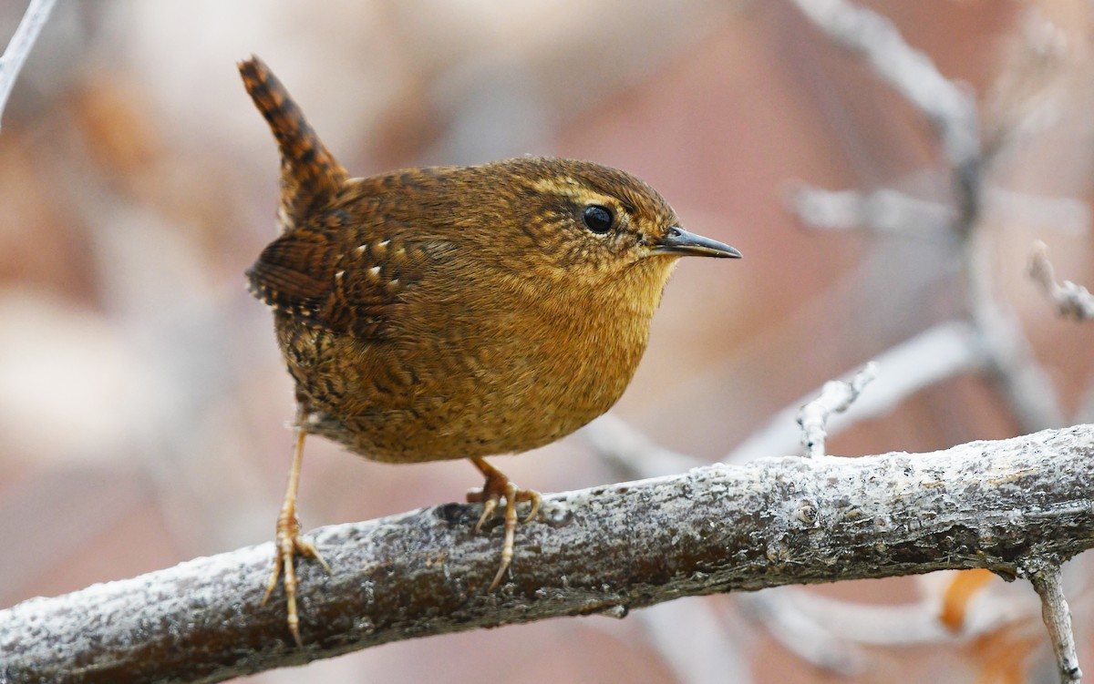 Pasifik Çıtkuşu - ML646610472