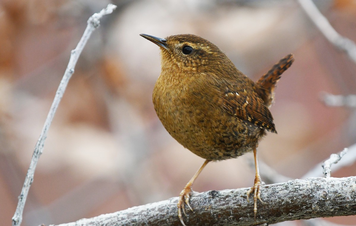 Pasifik Çıtkuşu - ML646610475