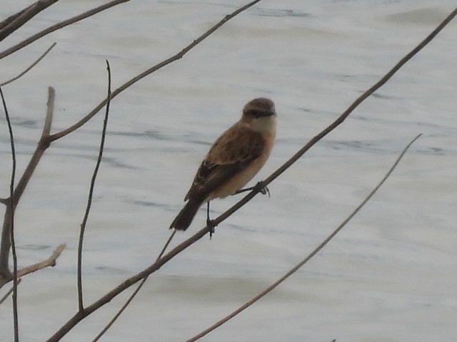 ノビタキ - ML646610479