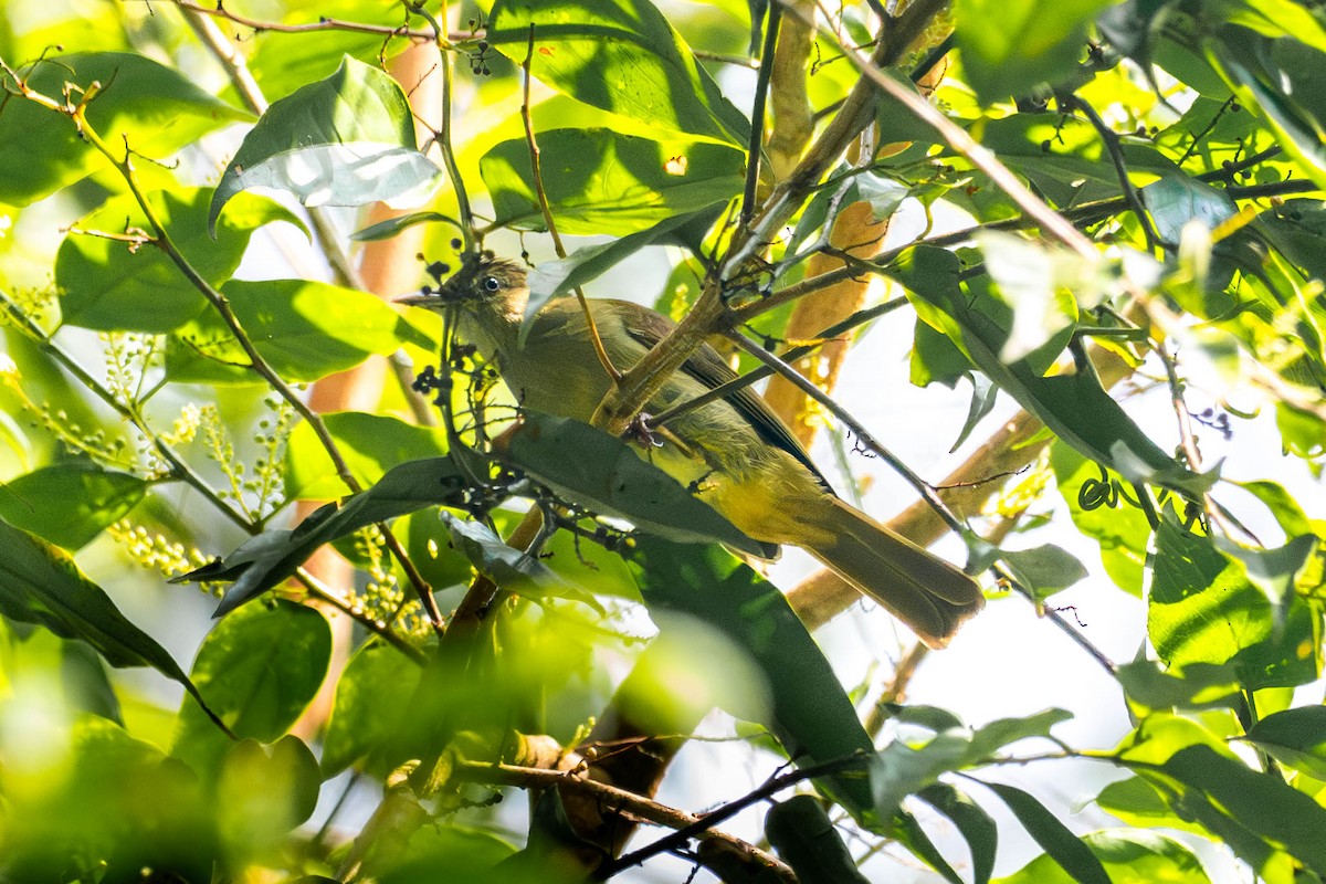 Olive Bulbul - ML646610480