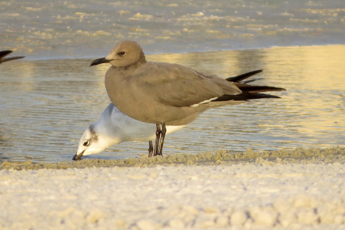 Gray Gull - ML646610481