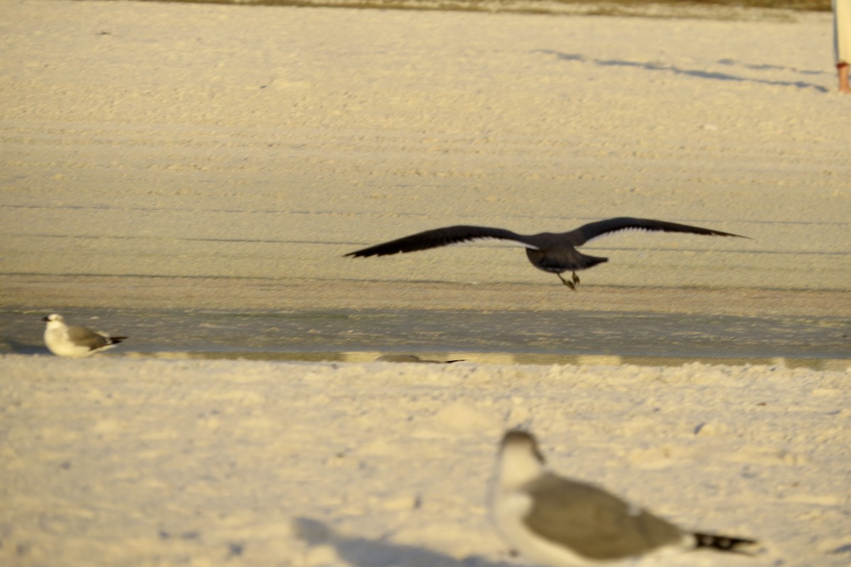 Gray Gull - ML646610482