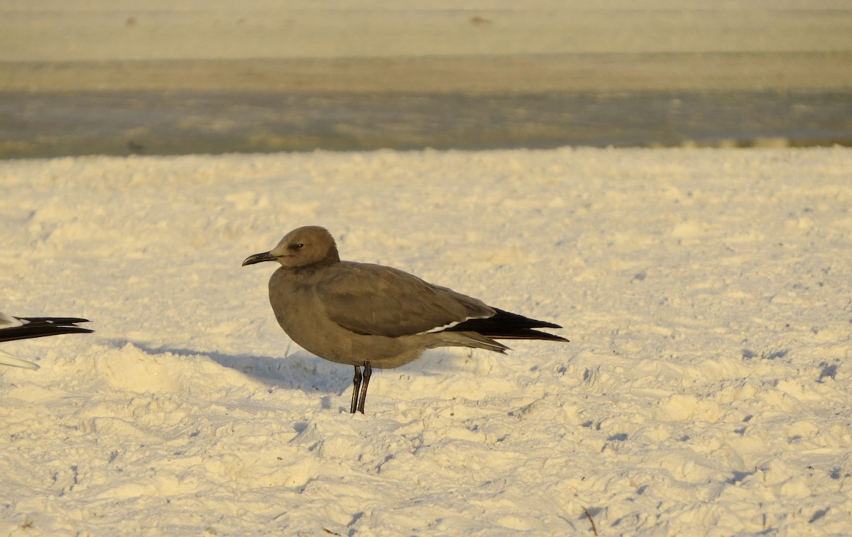 Gray Gull - ML646610483
