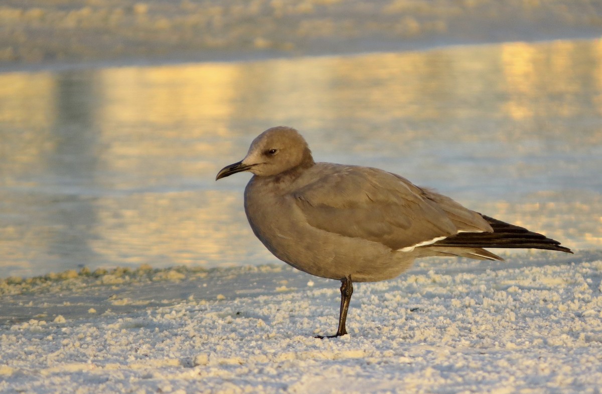 Gray Gull - ML646610484