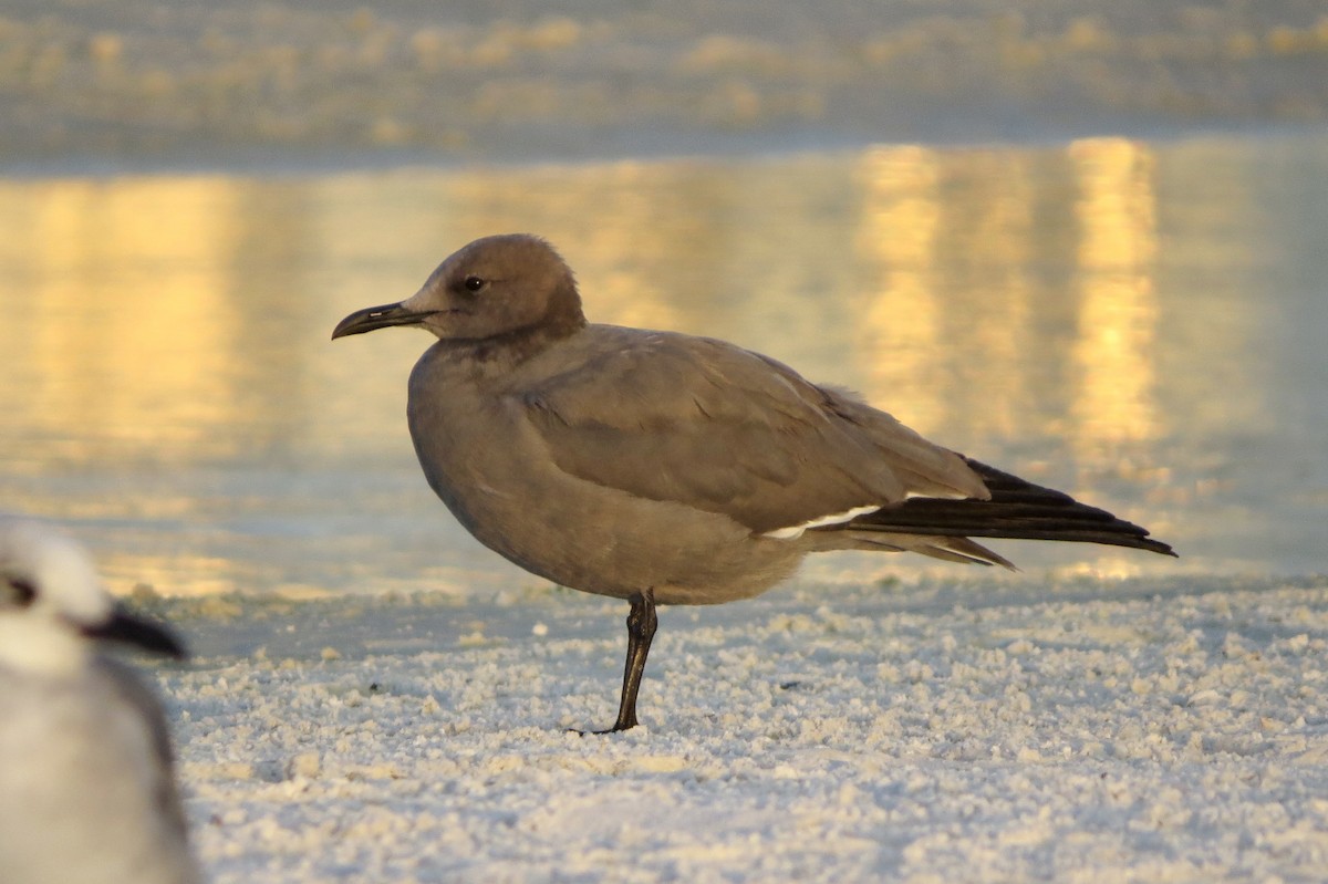 Gray Gull - ML646610485
