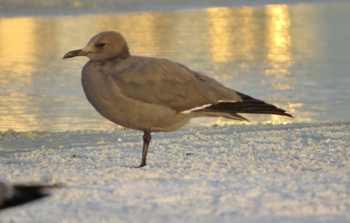 Gray Gull - ML646610486