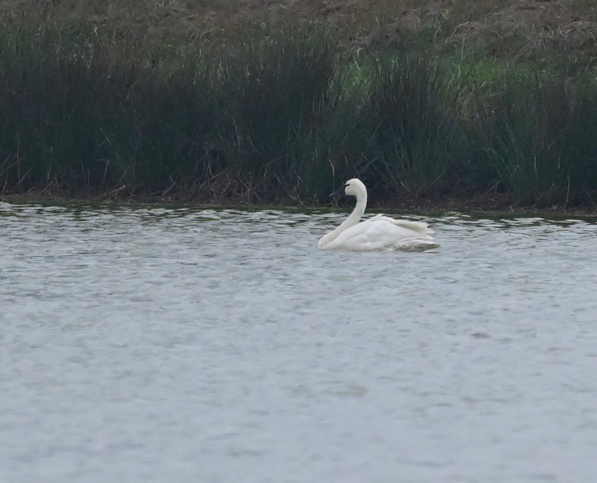 Лебідь чорнодзьобий - ML646610487