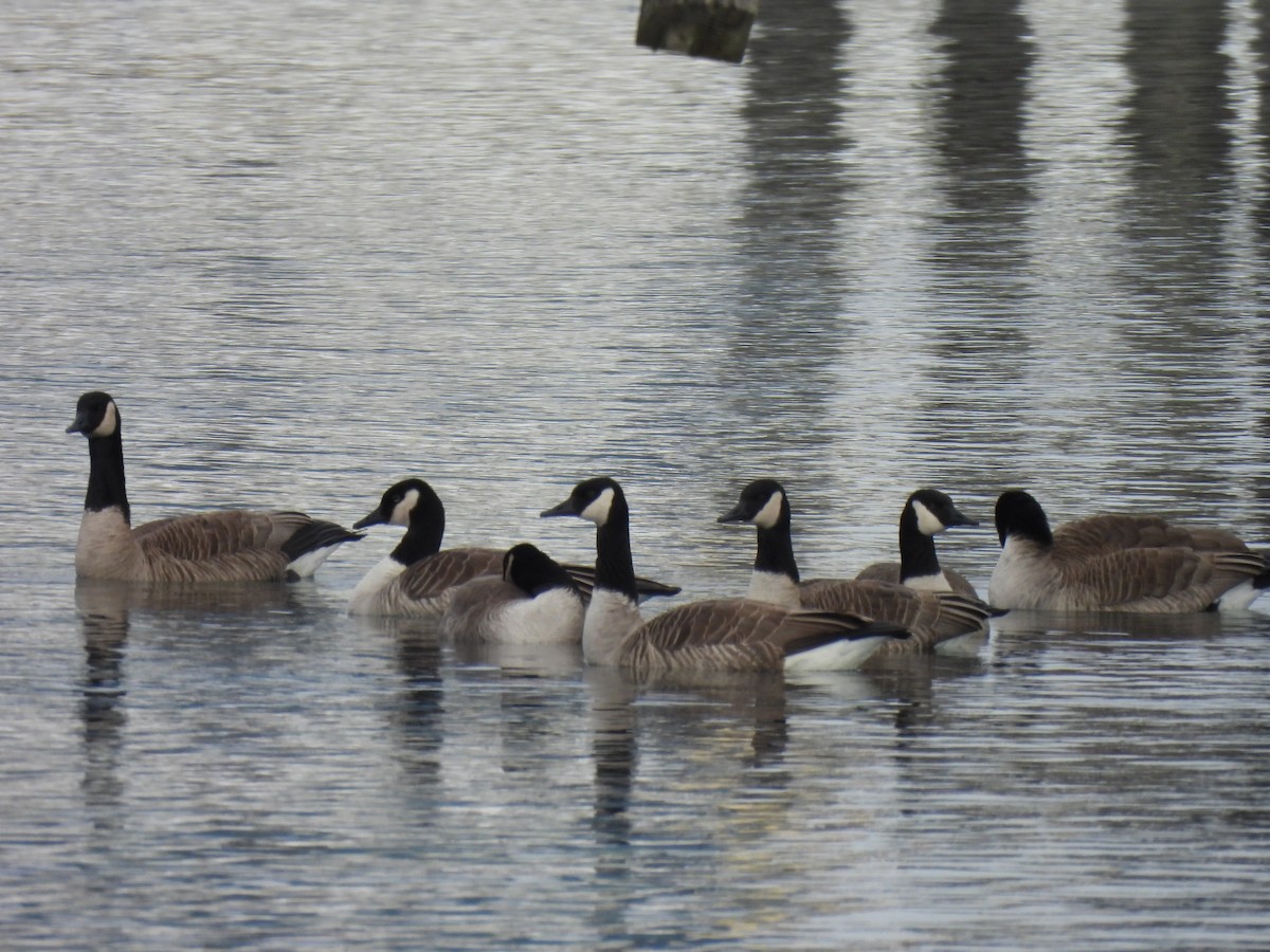 Canada Goose - ML646610488