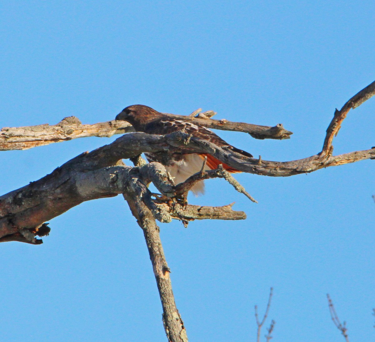 Poiana codarossa - ML646610489