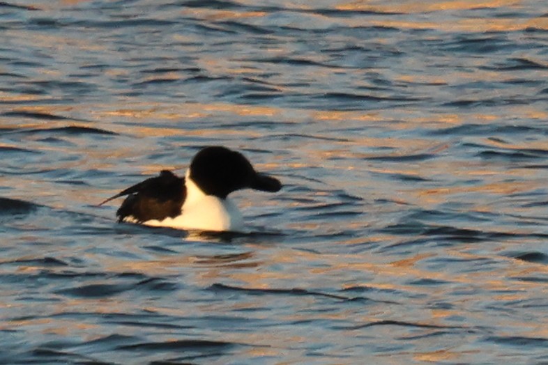 ברווז בלתי-מזוהה - ML646610490