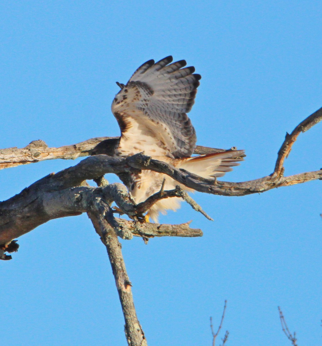 Poiana codarossa - ML646610491