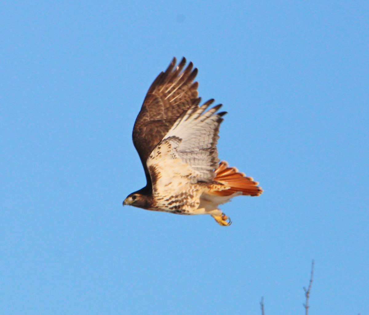 Poiana codarossa - ML646610492