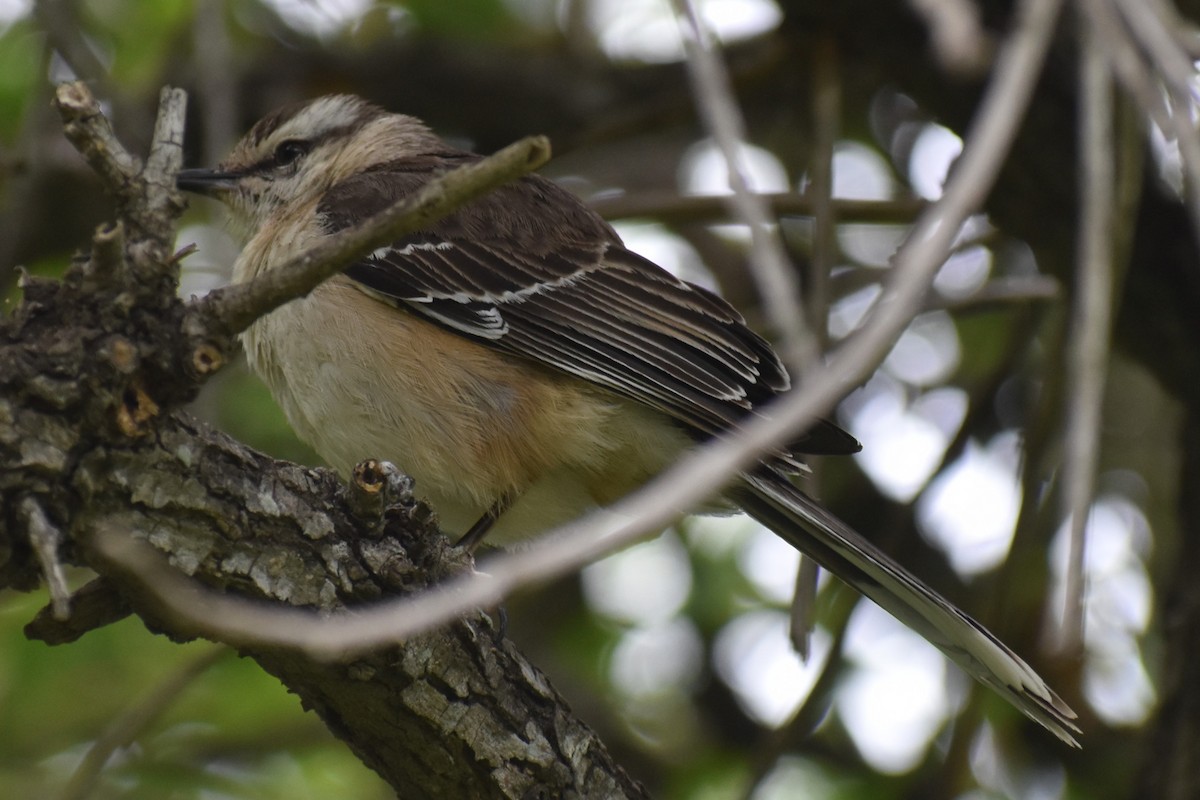 Chalk-browed Mockingbird - ML646610493