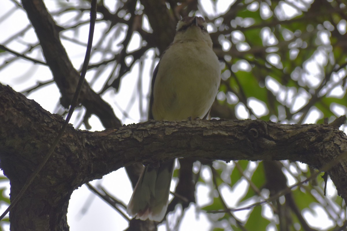 Chalk-browed Mockingbird - ML646610494