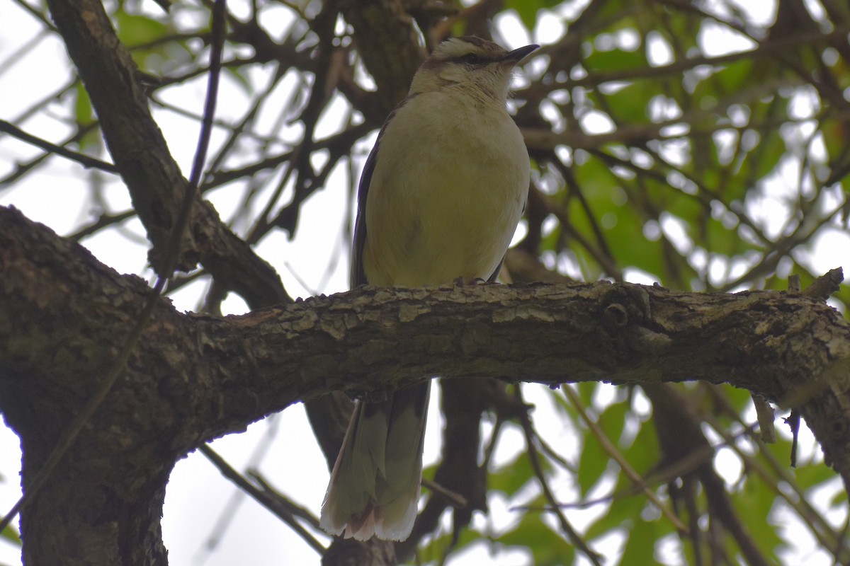 Chalk-browed Mockingbird - ML646610495