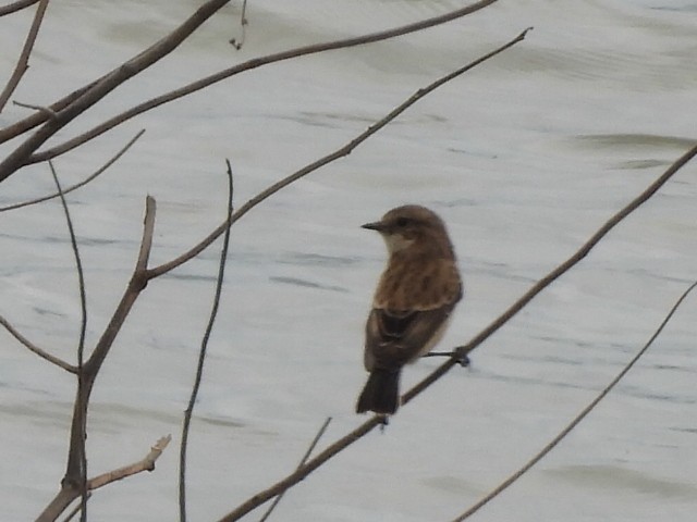 ノビタキ - ML646610496