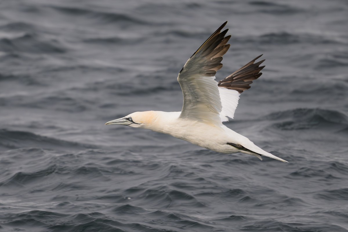 Northern Gannet - ML646610498