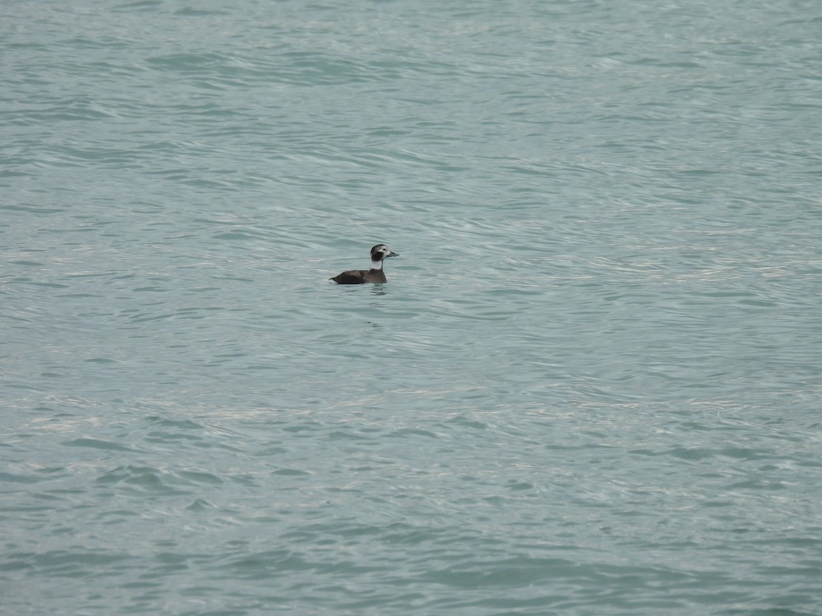 Long-tailed Duck - ML646610499
