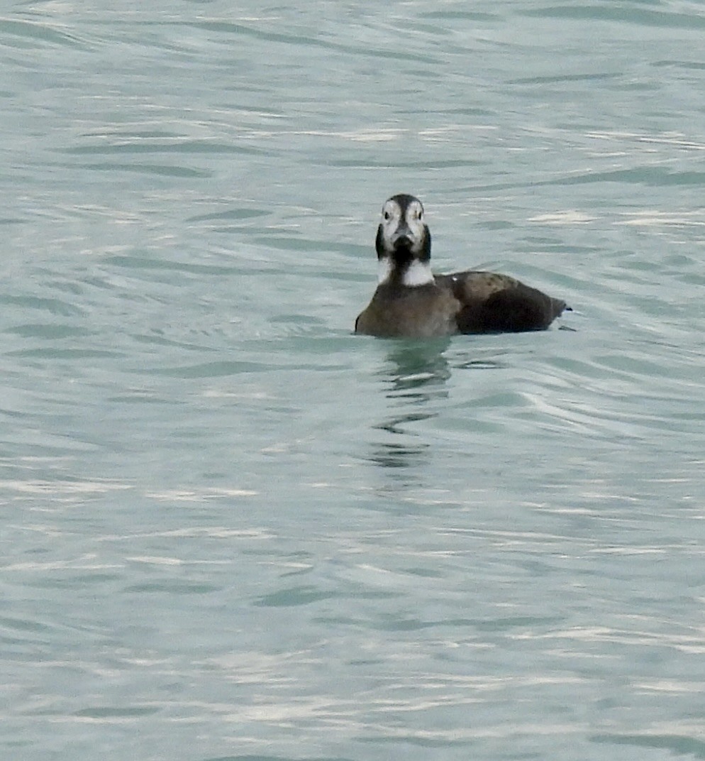 Long-tailed Duck - ML646610501