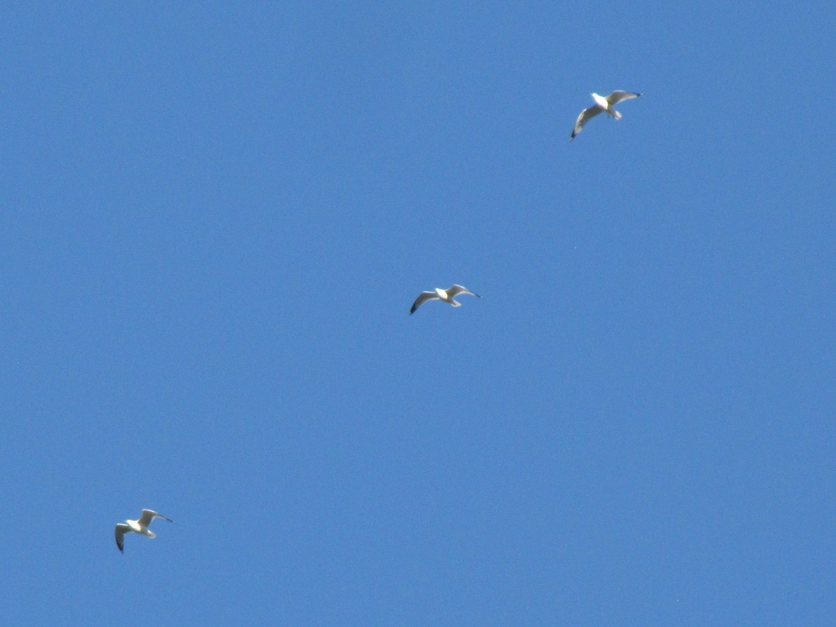 Ring-billed Gull - ML646610502