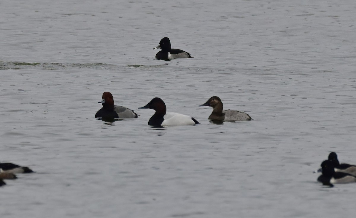 Попелюх довгодзьобий - ML646610503