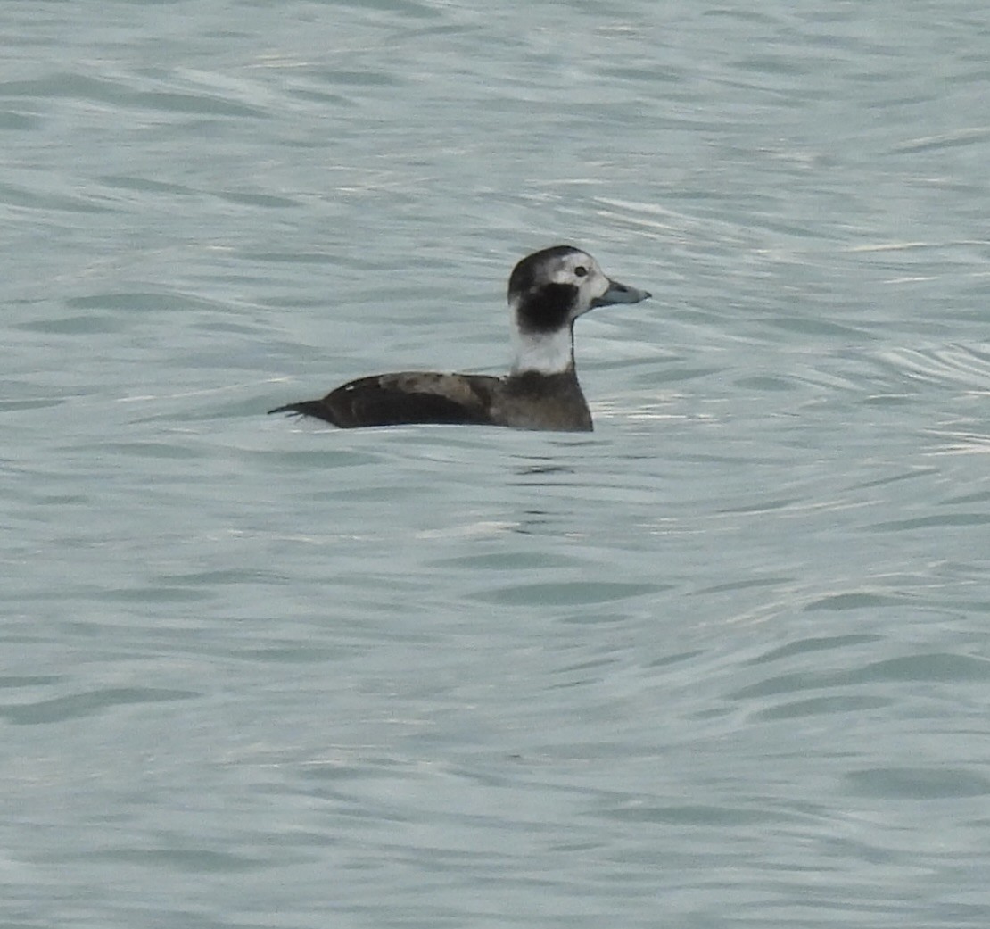 Long-tailed Duck - ML646610504
