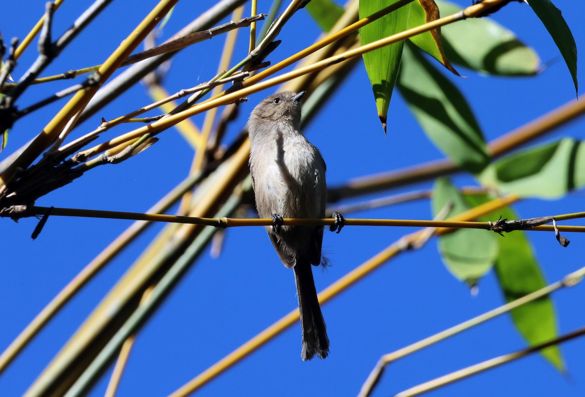 Bushtit - ML646610511