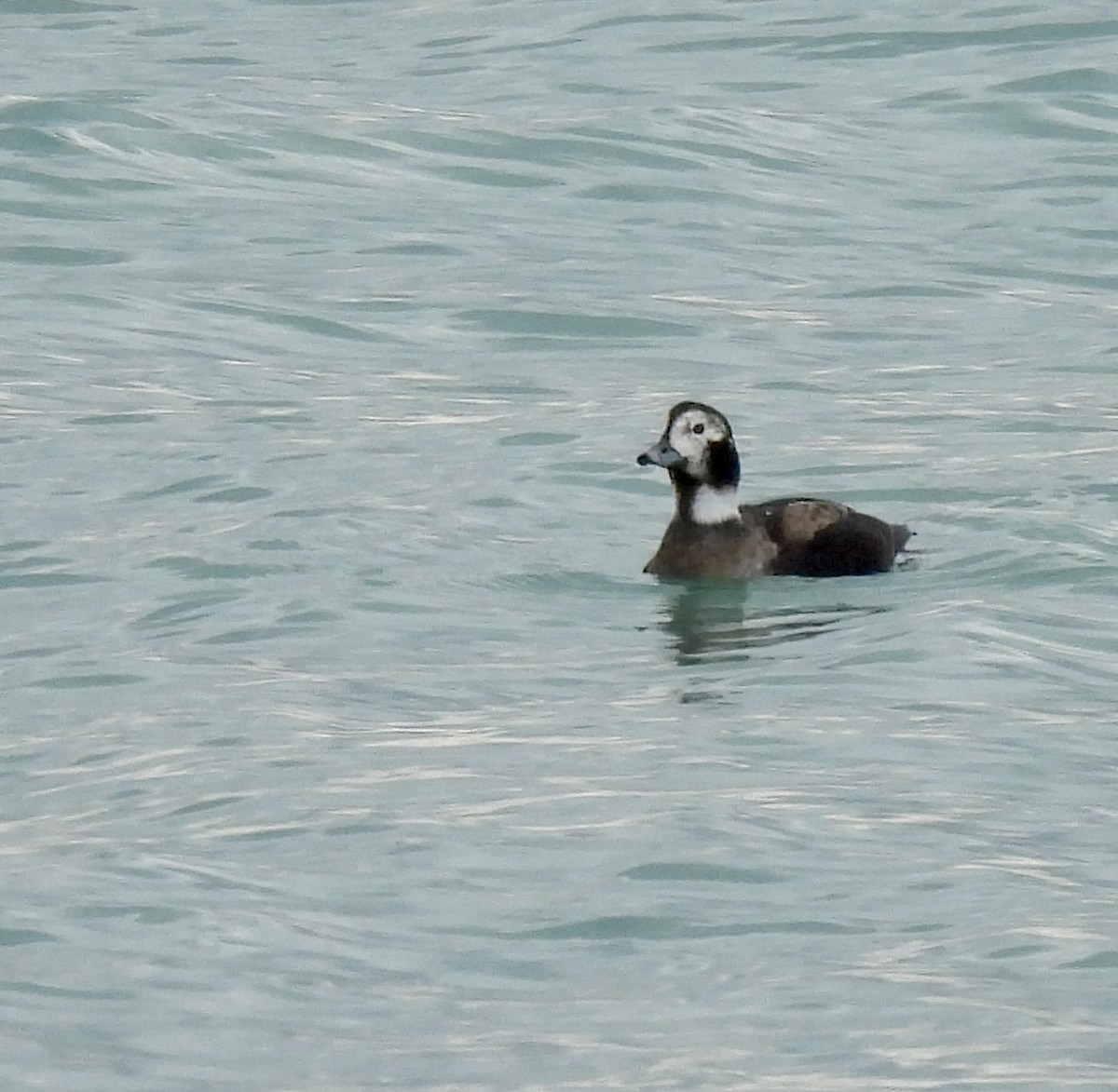 Long-tailed Duck - ML646610512