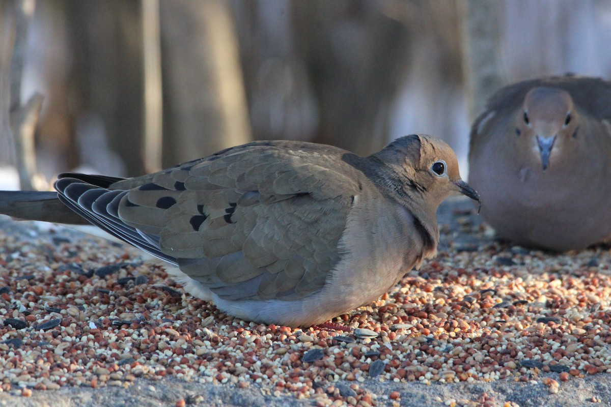 Mourning Dove - ML646610516
