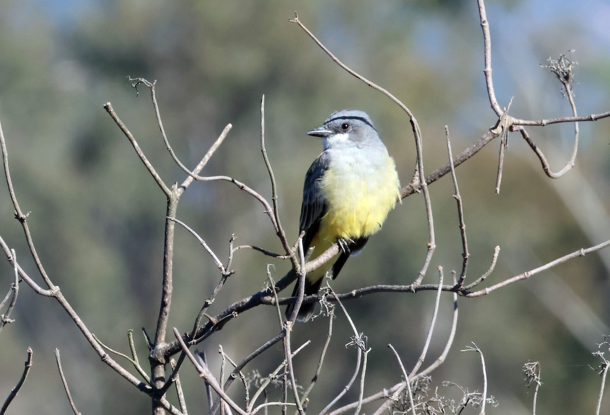 Cassin's Kingbird - ML646610518