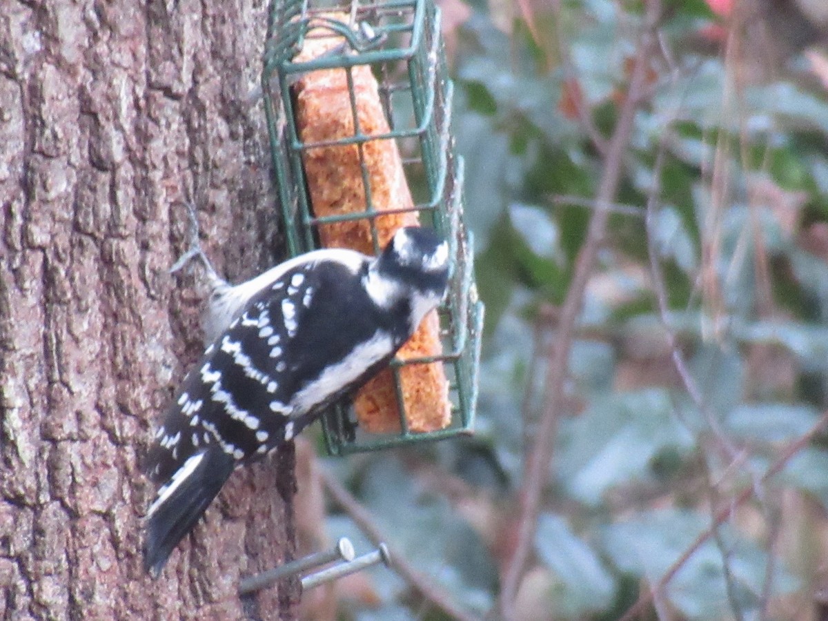 Downy Woodpecker - ML646610520