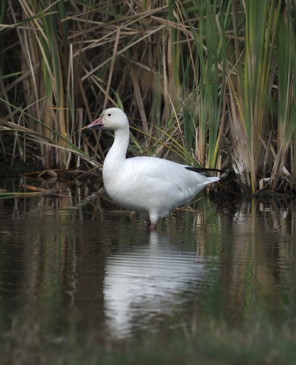 Snow Goose - ML646610522