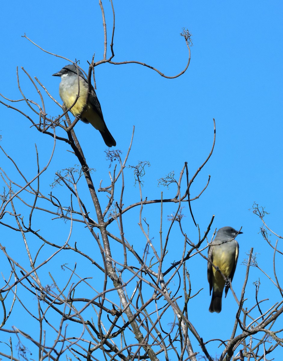 Cassin's Kingbird - ML646610523