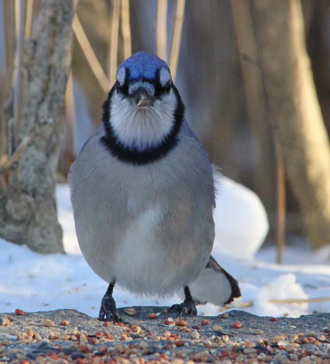 Blue Jay - ML646610525