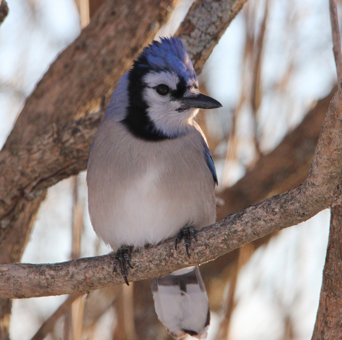 Blue Jay - ML646610526