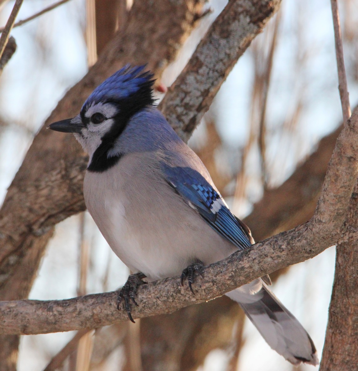 Blue Jay - ML646610527