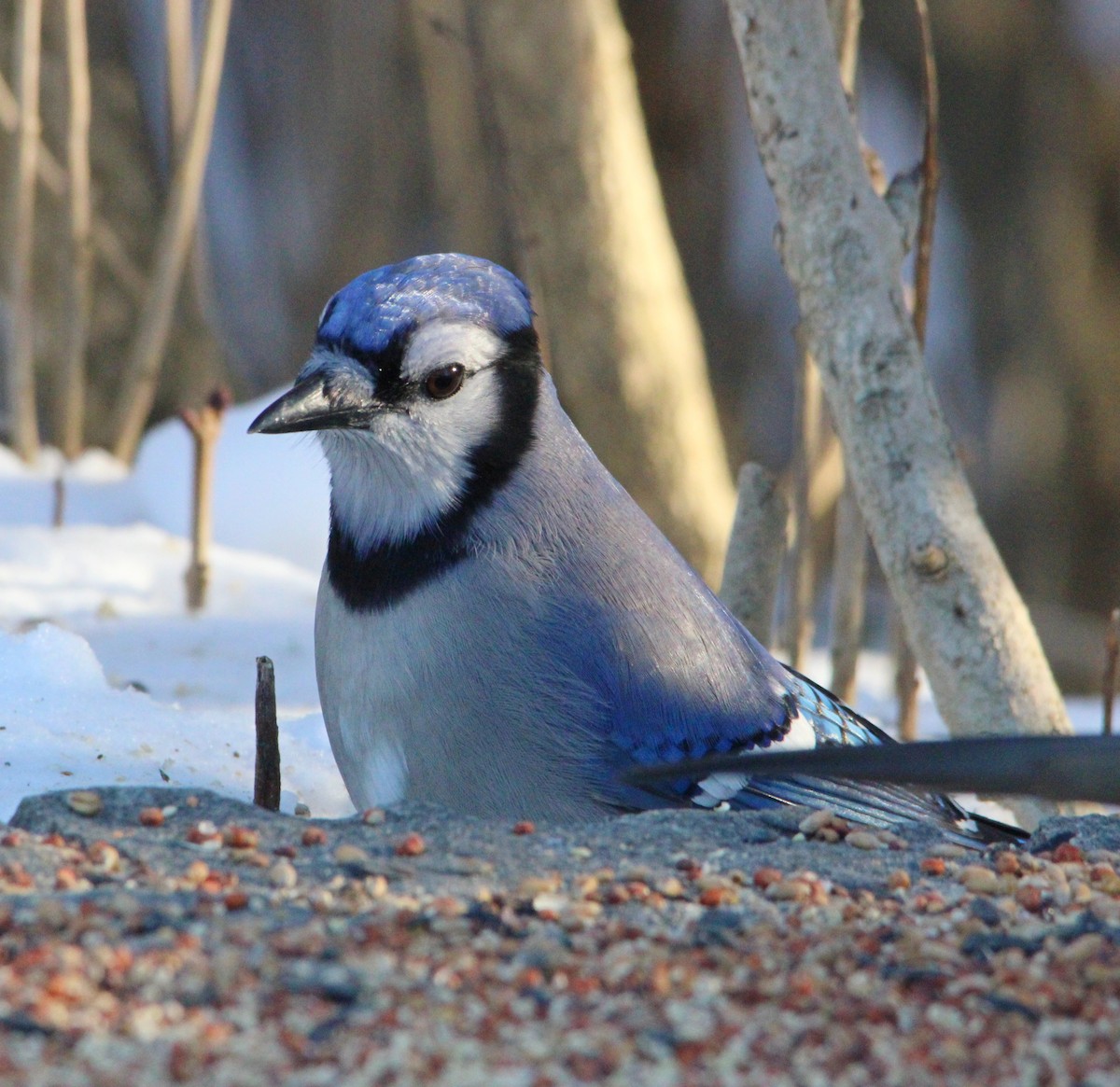 Blue Jay - ML646610528