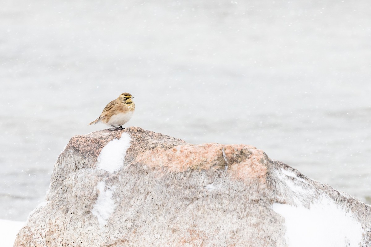 Horned Lark - ML646610529