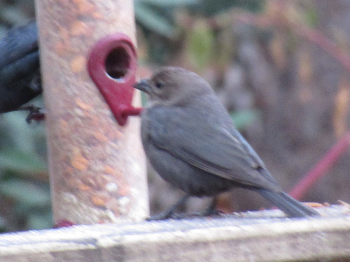 Brown-headed Cowbird - ML646610530