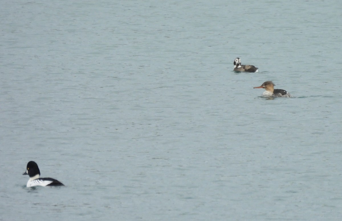 Long-tailed Duck - ML646610531