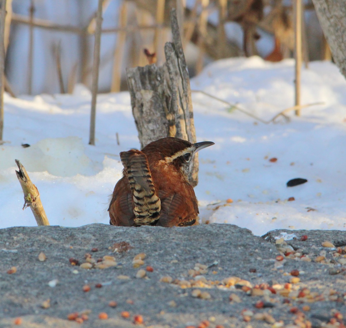 Carolina Wren - ML646610535