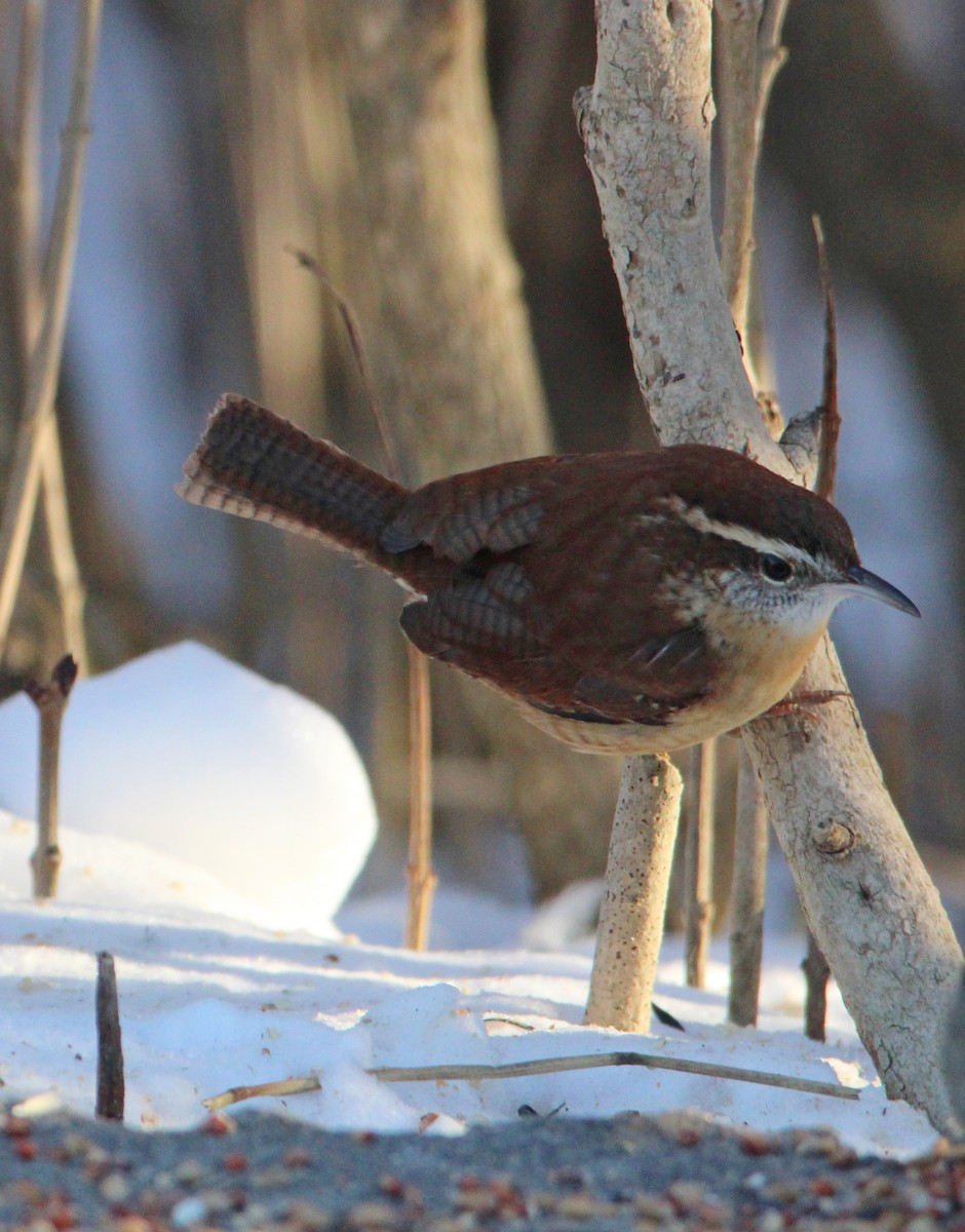 Carolina Wren - ML646610536