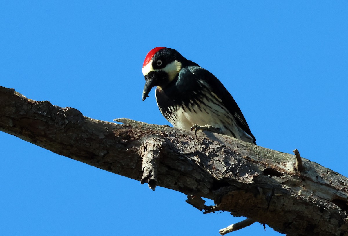 Acorn Woodpecker - ML646610537