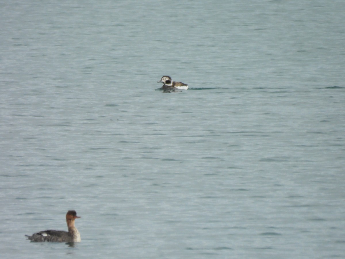 Long-tailed Duck - ML646610539