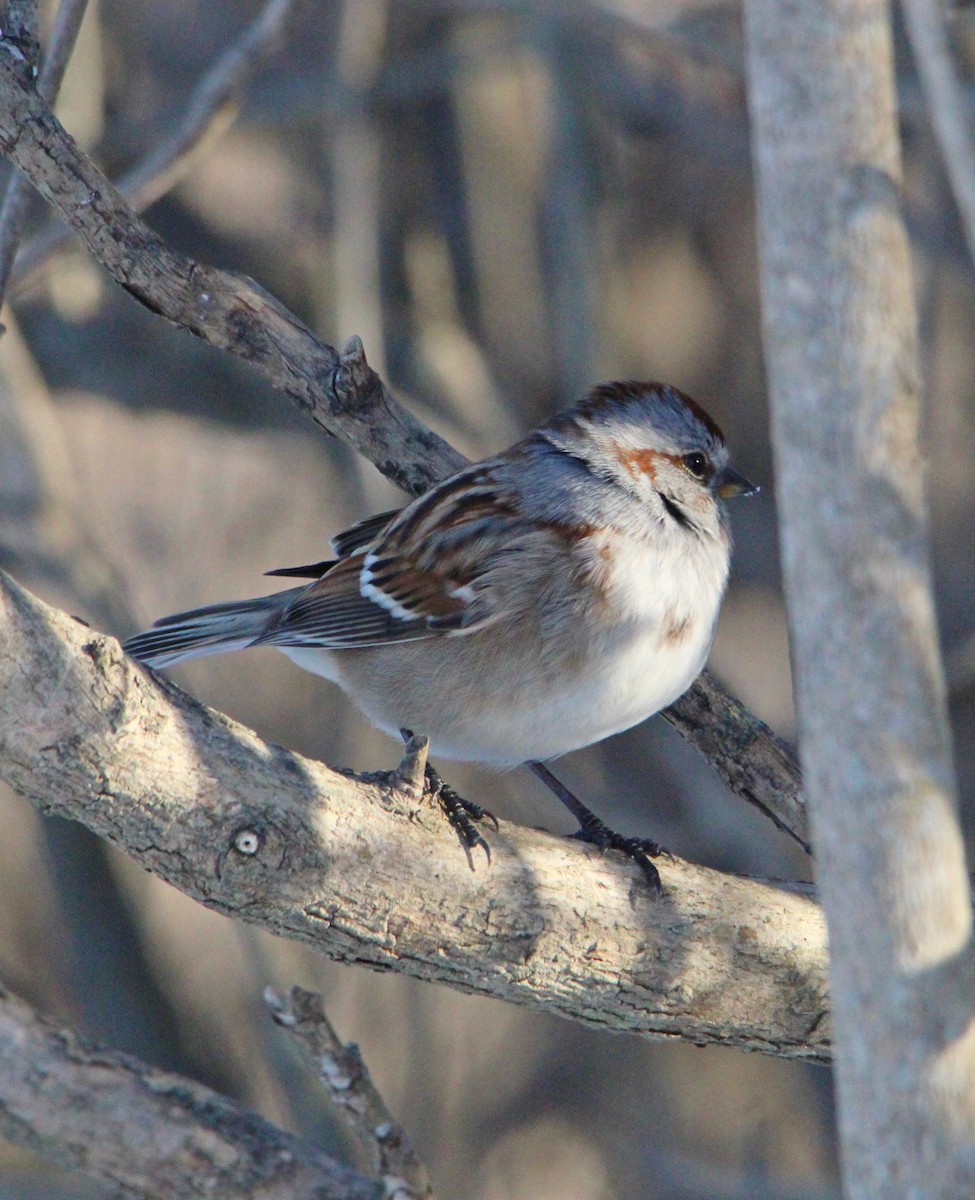 American Tree Sparrow - ML646610540
