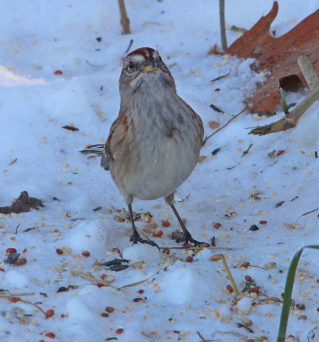 American Tree Sparrow - ML646610541